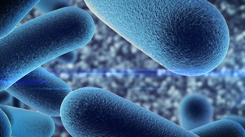 The many benefits of taking probiotics: what you should know about your gut health The many benefits of taking