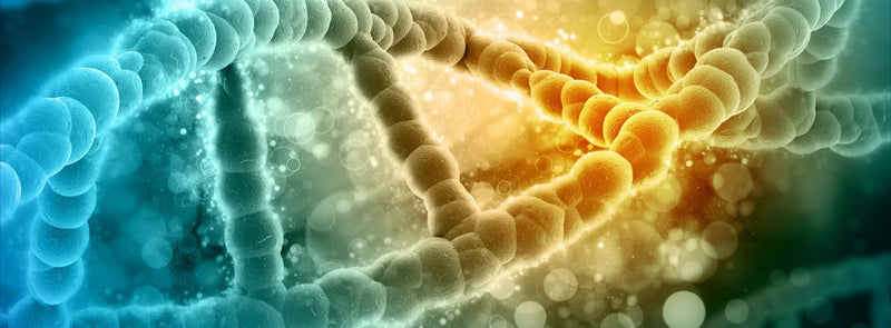 MTHFR Gene Mutation Test banner