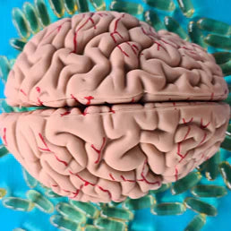B12 and Brain Health