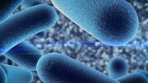 The Benefits of Probiotics