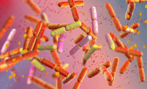 Understanding how probiotics and antibiotics can work together