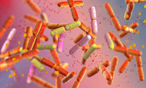 Understanding how probiotics and antibiotics can work together