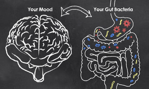 The Connection Between Gut Health and Brain Function