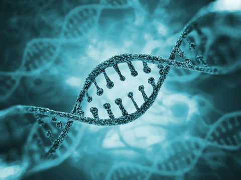 What is the COMT gene mutation?