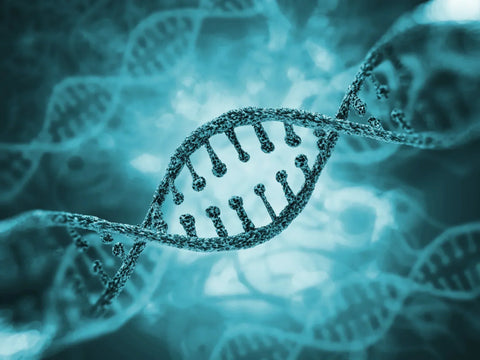What is the COMT gene mutation?