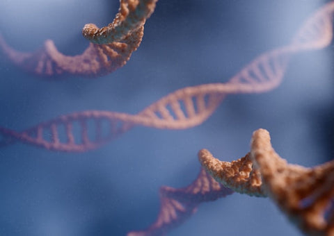 MTHFR and Methylation - MTHFR and Methylation