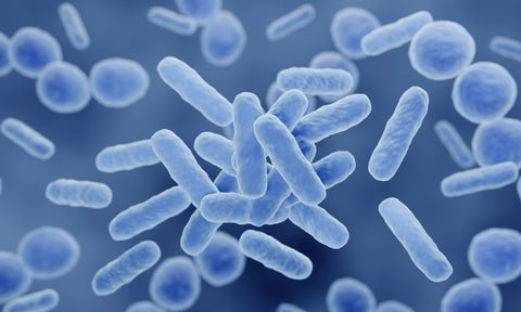Methyl Life® Probiotics