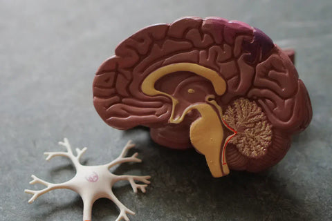 What is GABA and how does it work in the brain?