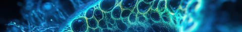 What is a DHFR deficiency?