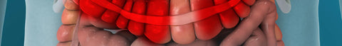 Irritable Bowel Syndrome (IBS), Inflammatory Bowel Disease (IBD) and MTHFR