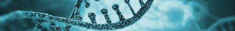 What is the COMT gene mutation?