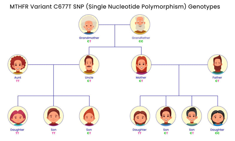 What is a MTHFR gene mutation? Methyl-Life Supplements What is a MTHFR gene mutation? Methyl-Life Supplements