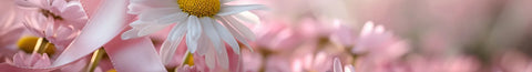 Breast Cancer and Genetic Factors: The Role of MTHFR in Risk Assessment